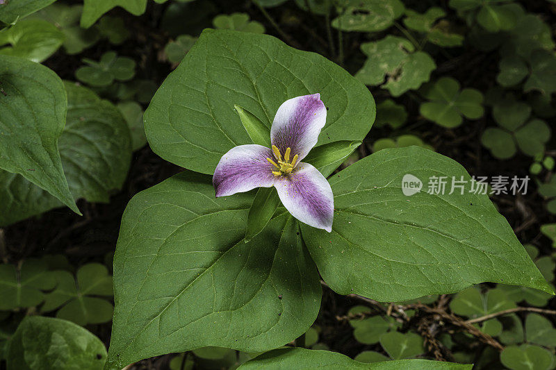 卵形延龄(Trillium ovatum)，太平洋延龄(Pacific Trillium)，又名西wakerobin、西白延龄(western white Trillium)或西延龄(western Trillium)，是黑花科(Melanthiaceae)的一种开花植物。草原溪红木州立公园;